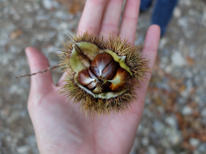 chestnut in italy | girlinflorence 