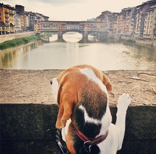 dog in florence italy @girlinflorence 