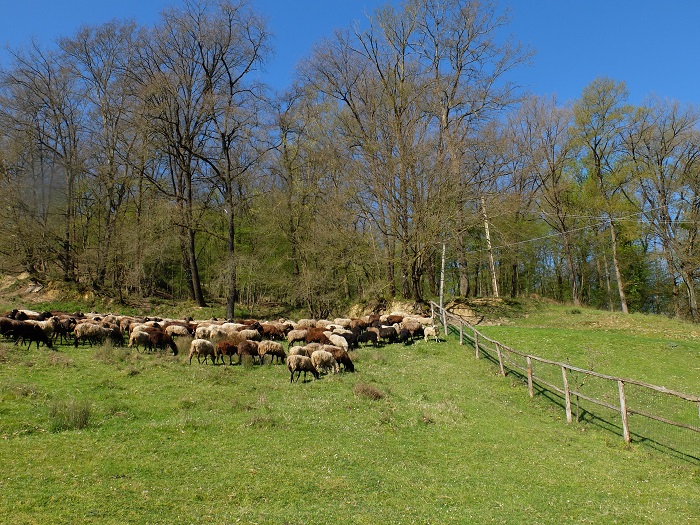 sheep in Tuscany 