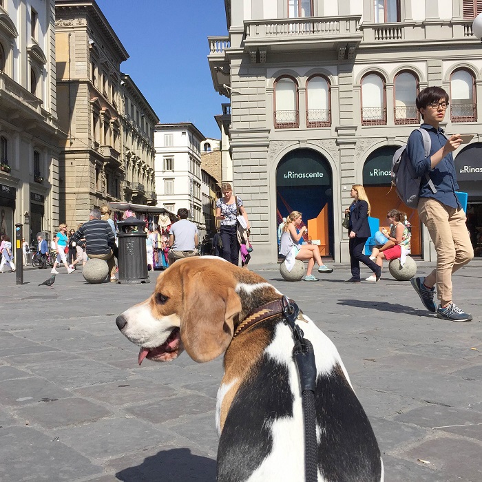 That smiling face has peed on every sidewalk in Florence 