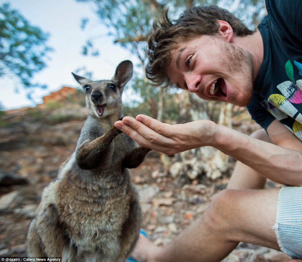 2F911B2D00000578-3370281-This_wallaby_is_not_camera_shy_in_the_slightest_and_puts_its_paw-a-7_1450800262890