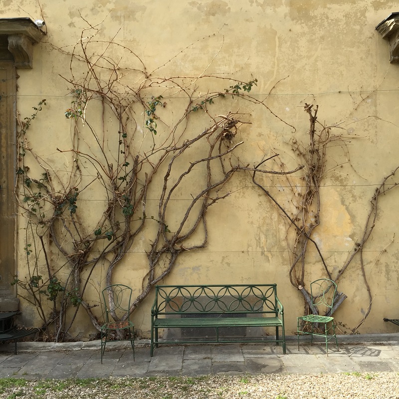 Garden gone wild by Palazzo Pandolfini