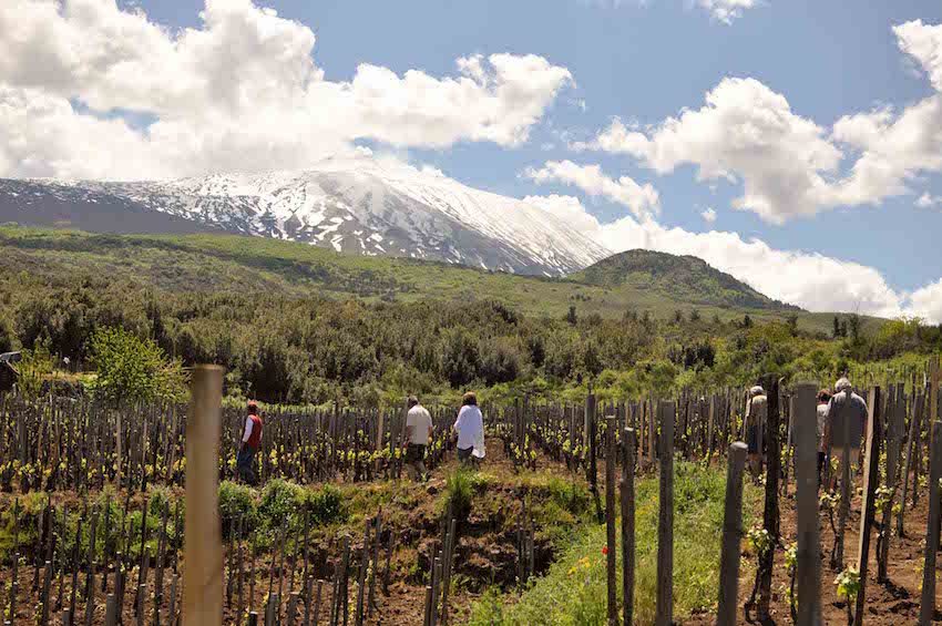 Vineyards At Sicily's Mount Etna 