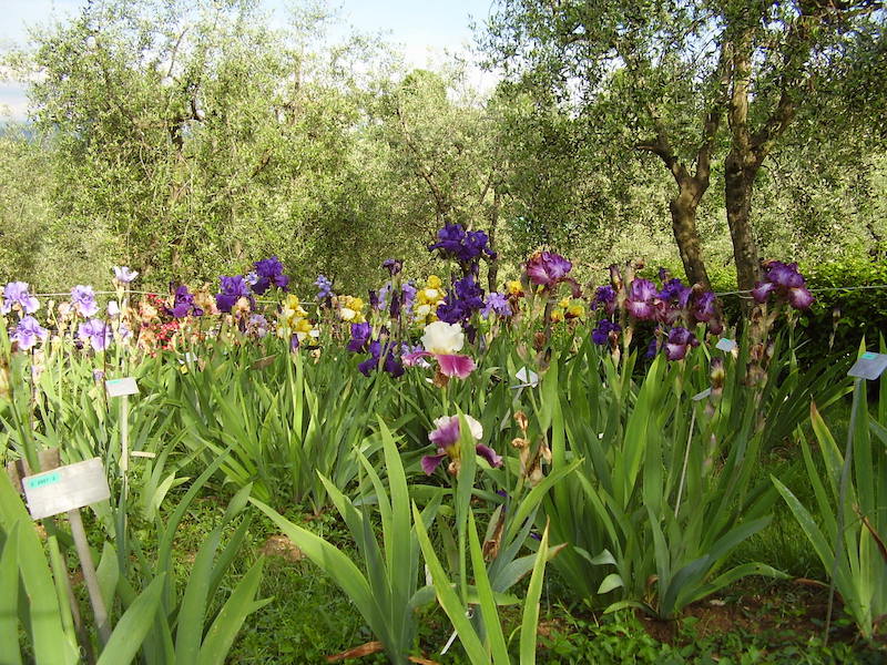 The Iris Garden in Florence, Photo credit: wikimedia commons