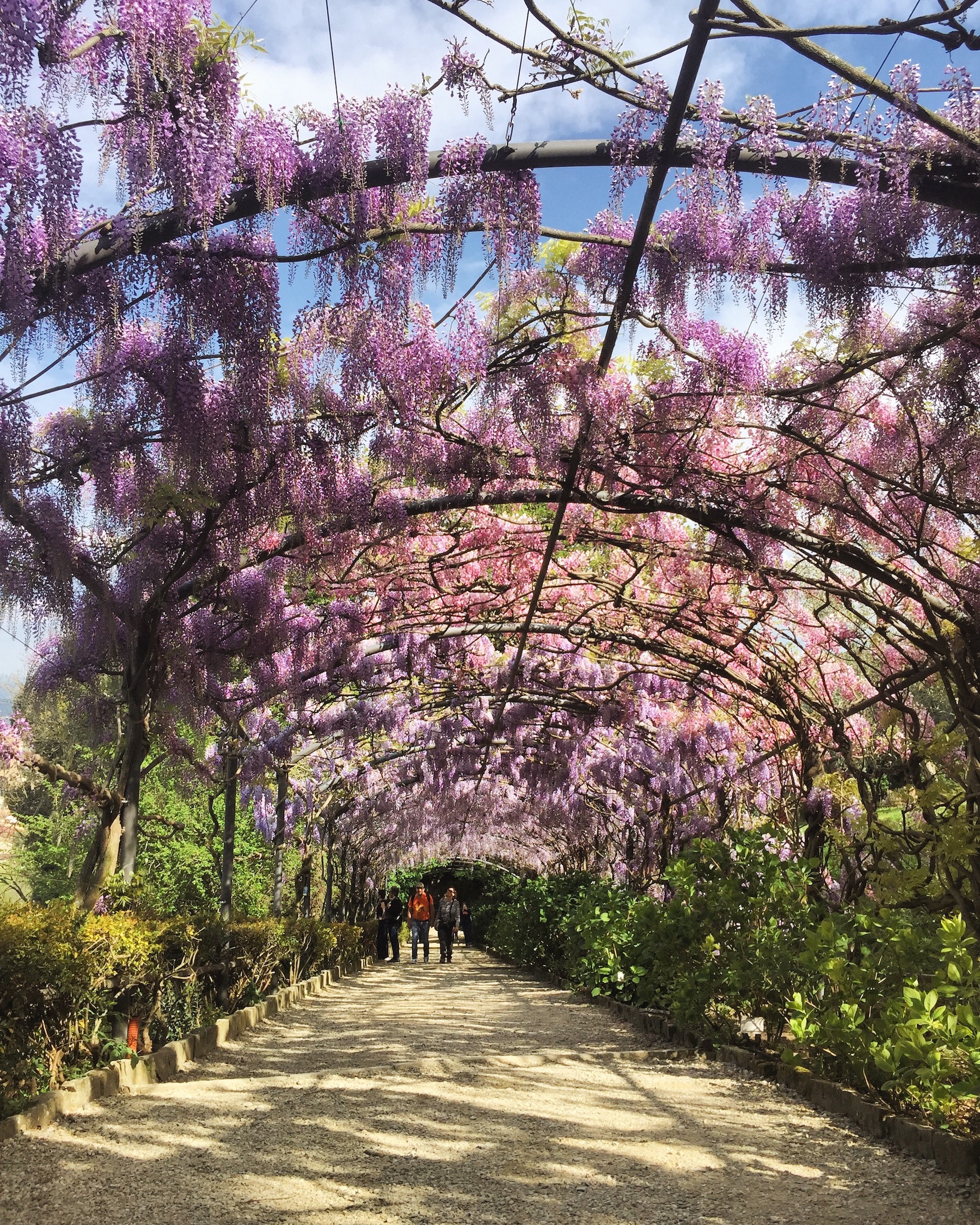 wisteria webcam